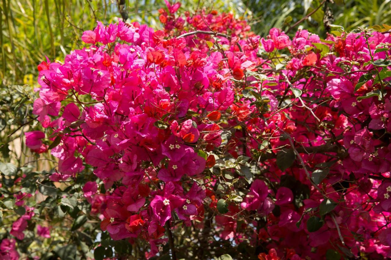 Million Flowers Protaras Esterno foto